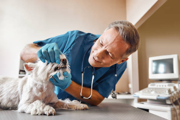 Best 24-Hour Emergency Dentist in San Augustine, TX